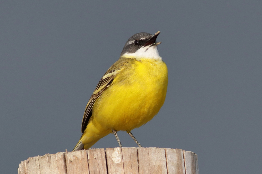 Motacilla flava cinereocapilla - [it] cutrettola capocinerino in canto [en] singing ashy-headed wagtail
